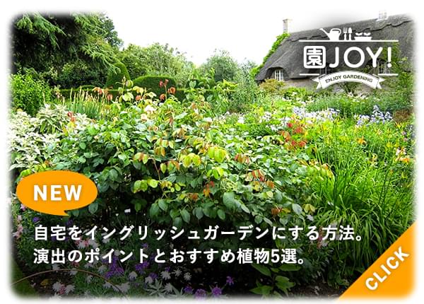 Jozpictsivgdq 最も人気のある 豆苗 コバエ 豆苗 コバエ 対策
