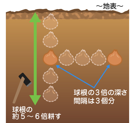 球根から育てたい ガーデニング基礎知識 アースガーデン 園芸用品 アース製薬株式会社