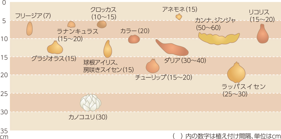 球根から育てたい ガーデニング基礎知識 アースガーデン 園芸用品 アース製薬株式会社