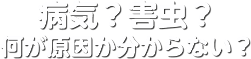 病気？害虫？何が原因か分からない？