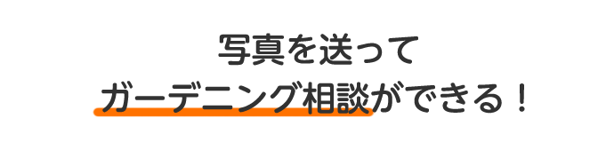 写真を送ってガーデニング相談ができる！