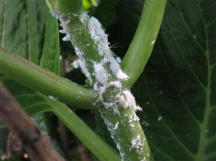 アジサイに寄生したアオバハゴロモの幼虫