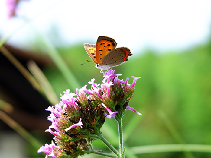 ガーデニングq A アースガーデン 園芸用品 アース製薬株式会社