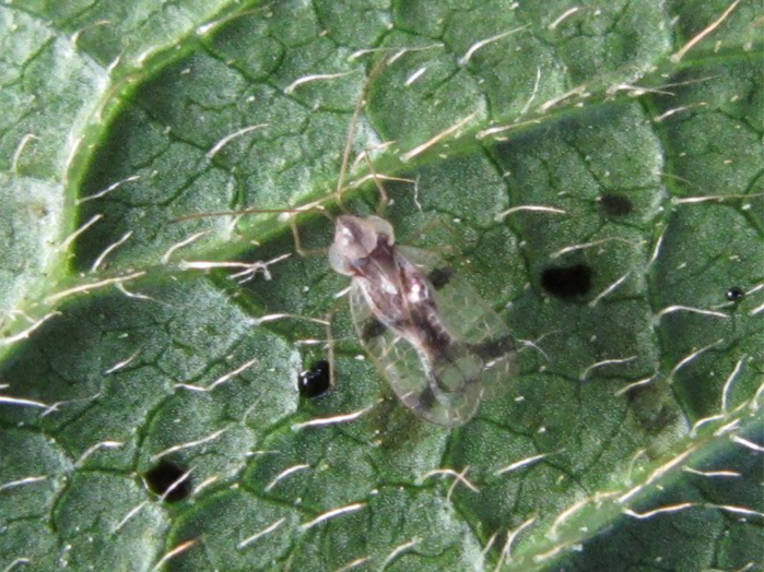 葉裏に寄生したツツジグンバイの成虫(体長約4mm)