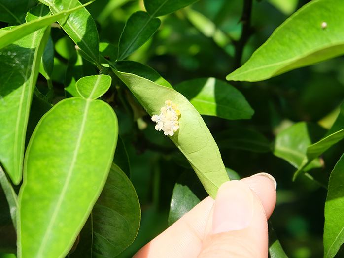 レモンの葉裏に産み付けられたカメムシの卵