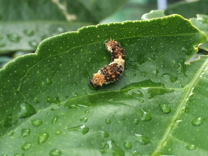 アゲハの幼齢幼虫(1〜4齢幼虫の体長約4〜20mm)