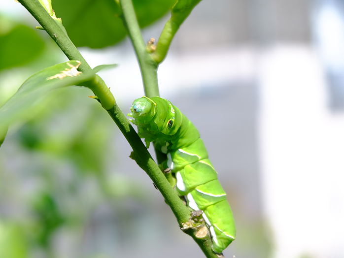 レモンの葉を食べるナミアゲハの終齢幼虫(約45mm))