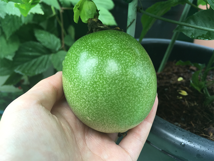 結実から収穫までの期間は約2ヵ月