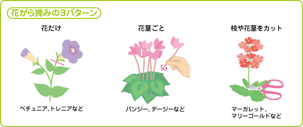 「花がら摘みの3パターン」花だけ：ペチュニア、トレニアなど 花茎ごと：パンジー、デージーなど 枝や花茎をカット：マーガレット、マリーゴールドなど