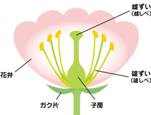 植物の仕組み ガーデニングq A アースガーデン 園芸用品 アース製薬株式会社