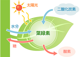 植物の仕組み ガーデニングq A アースガーデン 園芸用品 アース製薬株式会社