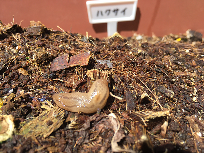 ハクサイの株の間にいたナメクジ