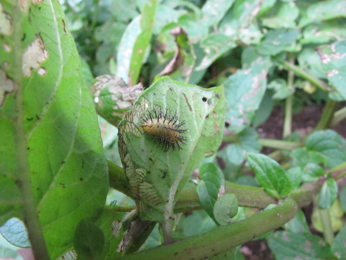 テントウムシダマシの幼虫