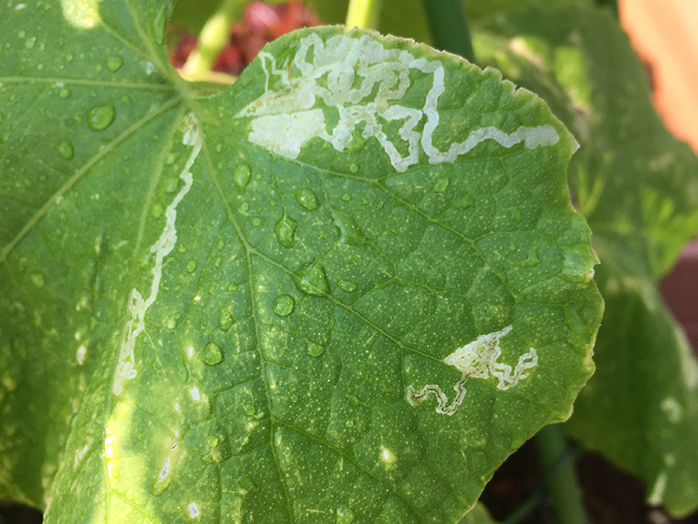 キュウリの葉を食害するハモグリバエ類