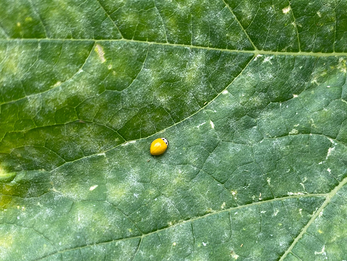 キイロテントウの成虫