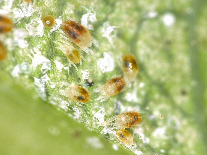 ハダニ類(体長約0.3~0.5mm)