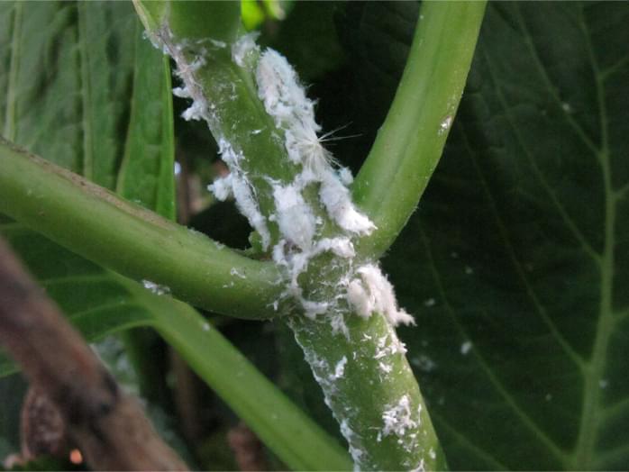 アジサイに寄生したアオバハゴロモの幼虫