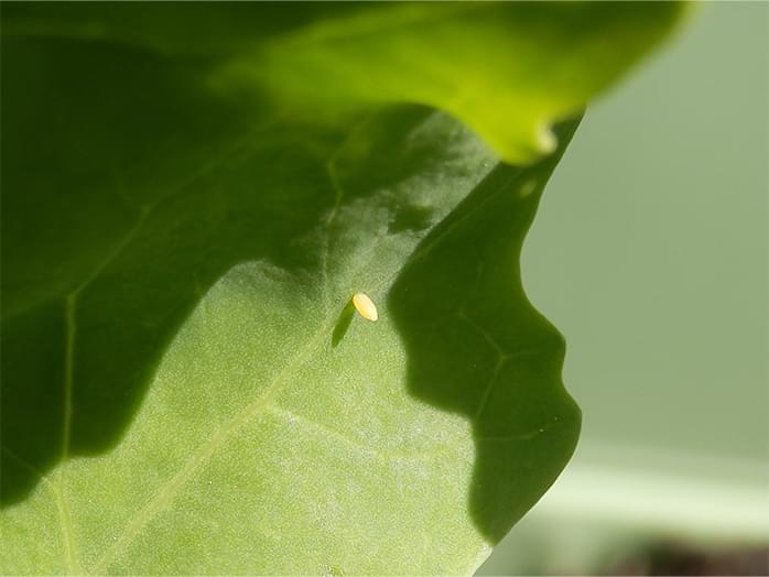 モンシロチョウの卵(約1mm)