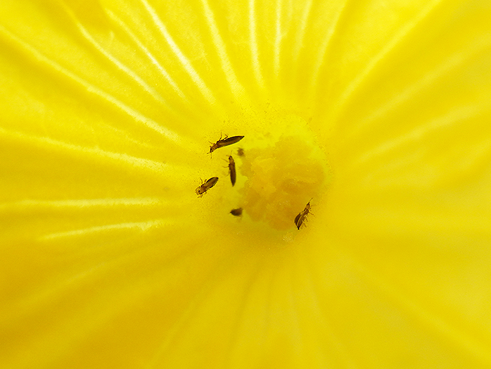 アザミウマ類 害虫について 病害虫図鑑 アースガーデン 園芸用品 アース製薬株式会社