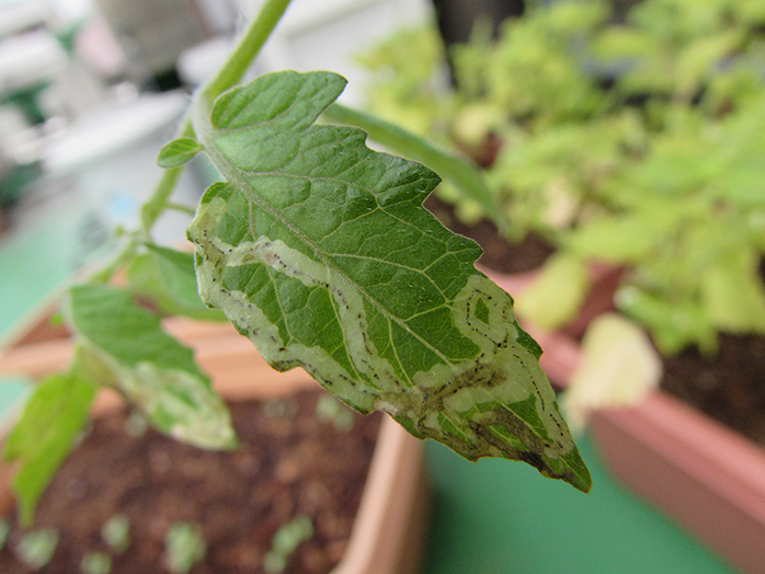 エカキムシ ハモグリバエ ハモグリガ等 害虫について 病害虫図鑑 アースガーデン 園芸用品 アース製薬株式会社