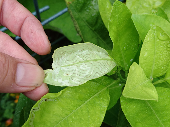 エカキムシ ハモグリバエ ハモグリガ等 害虫について 病害虫図鑑 アースガーデン 園芸用品 アース製薬株式会社