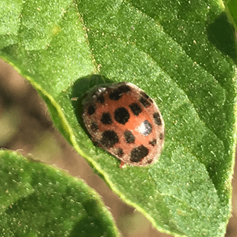 テントウムシダマシ