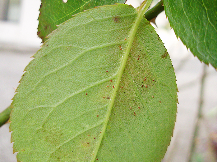 ハダニ類 ミカンハダニ カンザワハダニ ナミハダニなど 害虫について 病害虫図鑑 アースガーデン 園芸用品 アース製薬株式会社