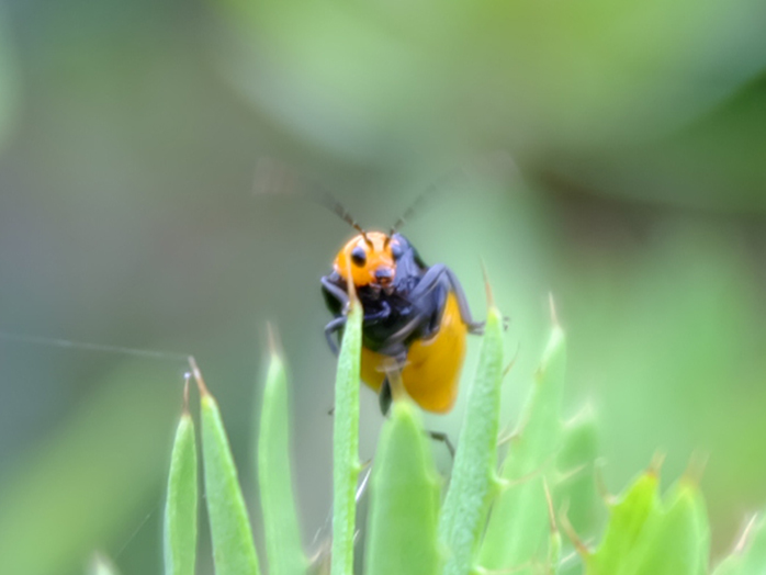 ハムシ類 ウリハムシ キスジノミハムシ等 害虫について 病害虫図鑑 アースガーデン 園芸用品 アース製薬株式会社