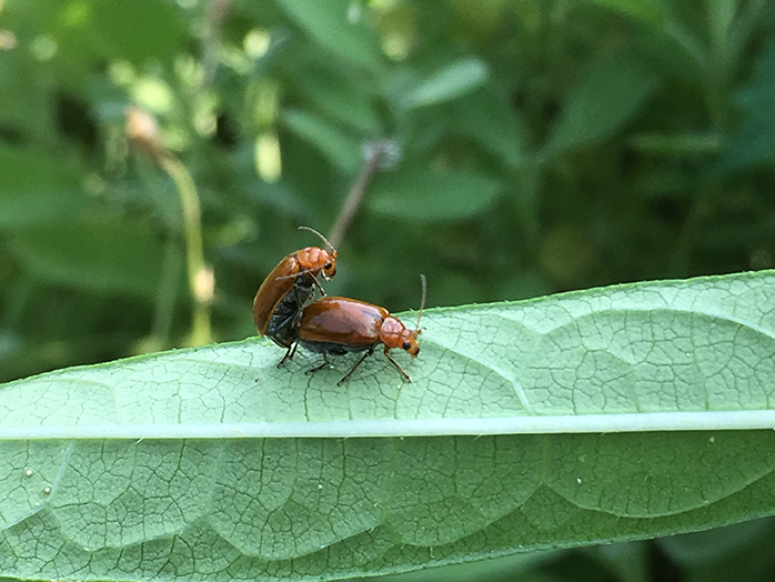 ハムシ類 ウリハムシ キスジノミハムシ等 害虫について 病害虫図鑑 アースガーデン 園芸用品 アース製薬株式会社