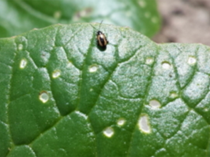 ハムシ類 ウリハムシ キスジノミハムシ等 害虫について 病害虫図鑑 アースガーデン 園芸用品 アース製薬株式会社