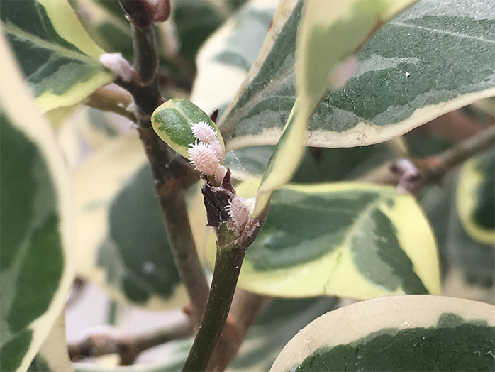 カイガラムシ類 害虫について 病害虫図鑑 アースガーデン 園芸用品 アース製薬株式会社