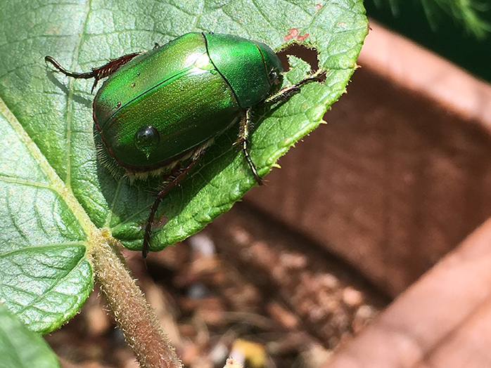 虫 成虫 ブドウ