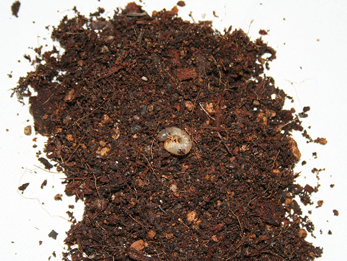 コガネムシ幼虫（体長約20mm）