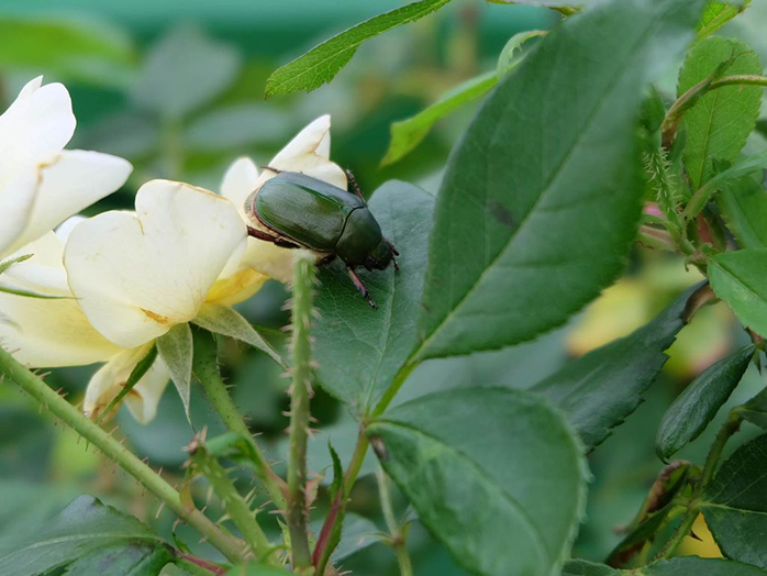 コガネムシ 害虫について 病害虫図鑑 アースガーデン 園芸用品 アース製薬株式会社