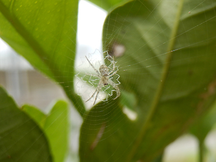庭木に巣を作る造網型のクモ