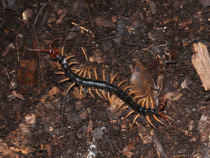 ムカデ（約10cm）