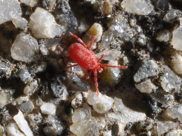 タカラダニ 害虫について 病害虫図鑑 アースガーデン 園芸用品 アース製薬株式会社