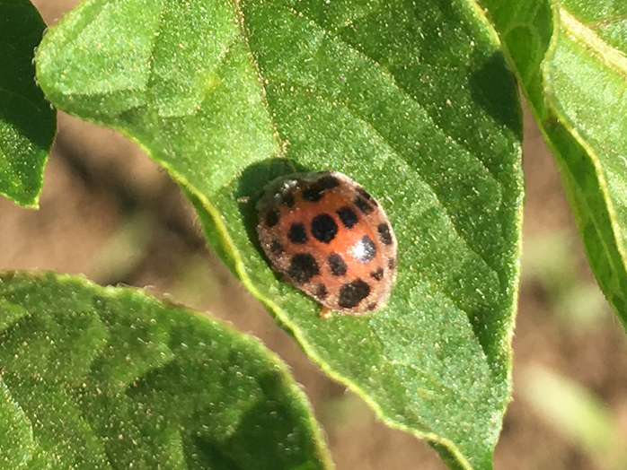 テントウムシダマシ成虫（体長約8mm）