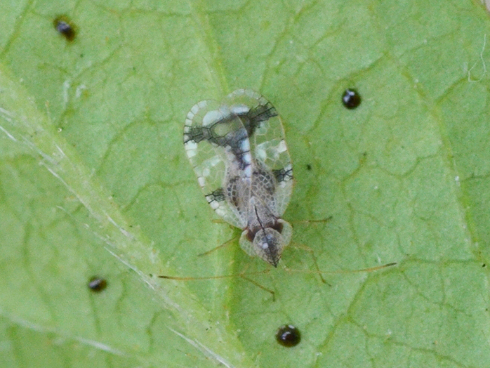 ツツジグンバイ グンバイムシ類 害虫について 病害虫図鑑 アースガーデン 園芸用品 アース製薬株式会社