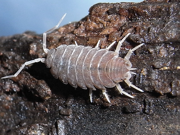 ワラジムシ 害虫について 病害虫図鑑 アースガーデン 園芸用品 アース製薬株式会社