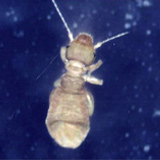 お家の虫を判定する アース害虫駆除なんでも事典