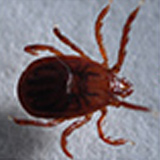 お家の虫を判定する アース害虫駆除なんでも事典