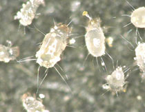 ケナガコナダニ|お家の虫を判定する|アース害虫駆除なんでも事典