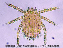 フトゲツツガムシ（幼虫）の写真