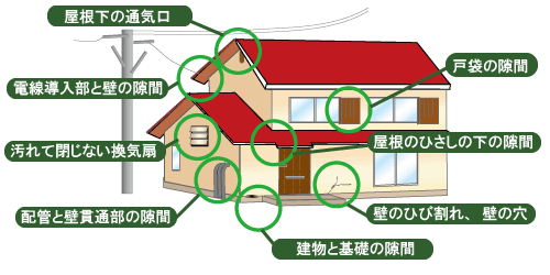 ネズミの駆除・対策｜害虫を駆除する｜アース害虫駆除なんでも事典