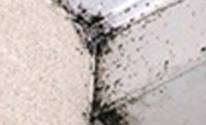 これって何のフン アース害虫駆除なんでも事典