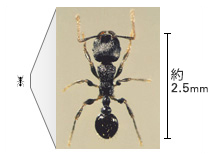 アリを知る 害虫を知る アース害虫駆除なんでも事典