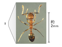 アリを知る 害虫を知る アース害虫駆除なんでも事典