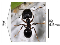 アリを知る 害虫を知る アース害虫駆除なんでも事典