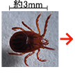 吸血前のマダニ